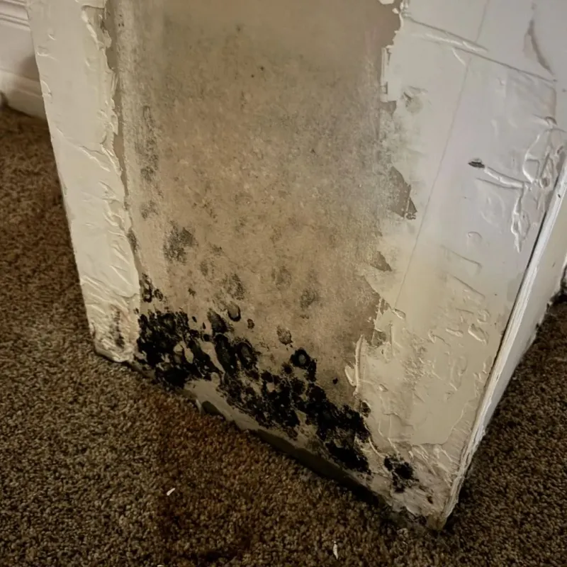 Professional Mold Removal in Refugio, TX